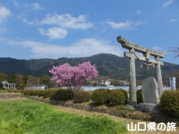 春日神社の陽光桜
