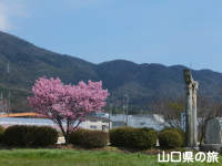 春日神社の陽光桜