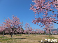 海が見える花の園の河津桜