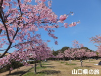 花の園の河津桜