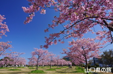 �C�̌�����Ԃ̉��̉͒Í�