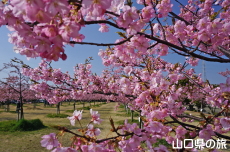 �C�̌�����Ԃ̉��̉͒Í�