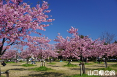 �C�̌�����Ԃ̉��̉͒Í�