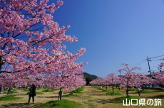 �C�̌�����Ԃ̉��̉͒Í�