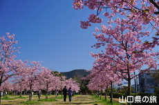 �C�̌�����Ԃ̉��̉͒Í�