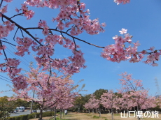 �C��������Ԃ̉��̉͒Í�