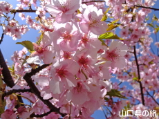 �C��������Ԃ̉��̉͒Í�