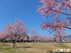 �C��������Ԃ̉��̉͒Í�