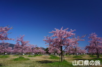 海の見える花の園の河津桜
