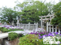 老松神社の花菖蒲