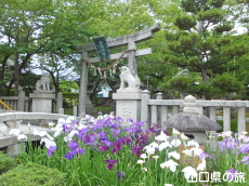 �V���_�Ђ̉ԏҊ�