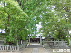 �V���_��