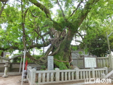 老松神社の大楠