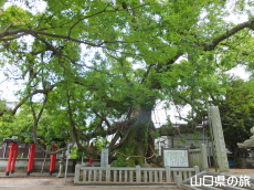 �V���_�Ђ̑��