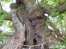 �V���_�Ђ̑��