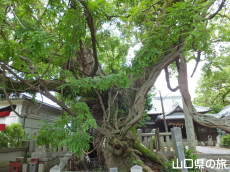 老松神社の大楠