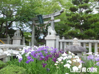 老松神社の花菖蒲