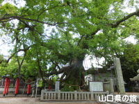 老松神社の大楠