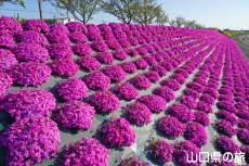 ���g��͐�̎ō�