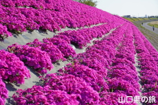 ���g��͐�̎ō�