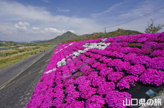 ���g��͐�̎ō�