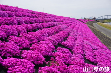 ���g��͐�̎ō�