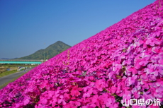 ���g��͐�̎ō�