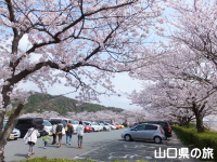 防府天満宮駐車場の桜