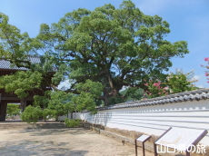 �ܖ{���̋ؕ�