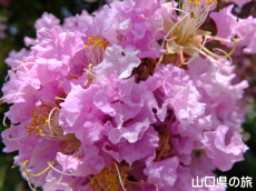 ���h�������̕S���g