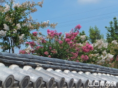 ���h�������̕S���g