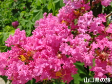 ���h�������̕S���g