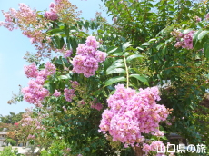 ���h�������̕S���g