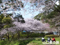 桑山公園の桜