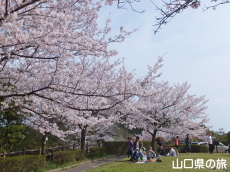 �K�R�����̍�