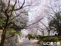 桑山公園の桜