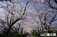 三田尻交番横の桜並木