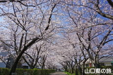 三田尻交番横の桜並木