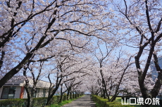 三田尻交番横の桜並木