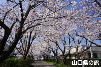 三田尻交番横の桜並木