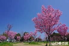 �C��������Ԃ̉��̗z����