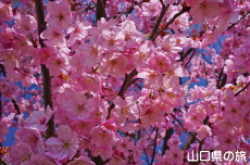 �C��������Ԃ̉��̗z����