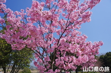 �C��������Ԃ̉��̗z����