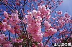 �C��������Ԃ̉��̗z����