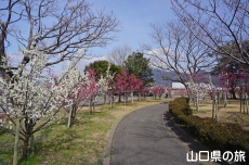 �C��������Ԃ̉��̔~