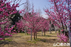 �C��������Ԃ̉��̔~