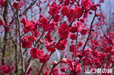 �C��������Ԃ̉��̔~