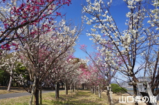 �C��������Ԃ̉��̔~