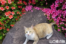 サツキとにゃんこ