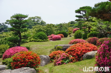 毛利氏庭園のサツキ